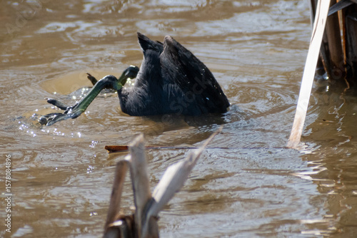 American Coot (Fulica americana) Dabbling For Plants In Wetland