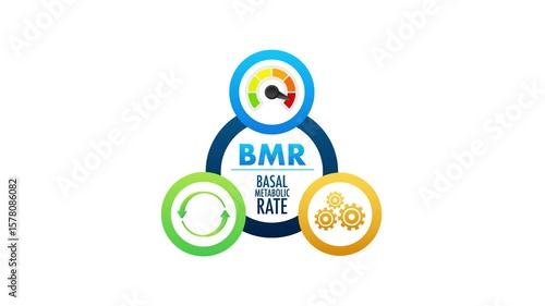 Basal Metabolic Rate animation on white and green screen background