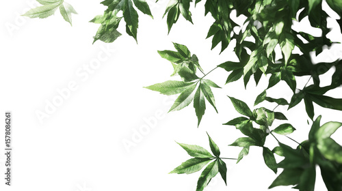 Lush foliage cascading down evoking feelings of nature s abundance and serenity high contrast on transparent background