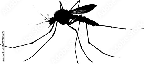  Silhouette illustration of a mosquito in lateral position, its main anatomy is the head with prominent antennae and proboscis, a large thorax, and six slender legs and a pair of transparent wings