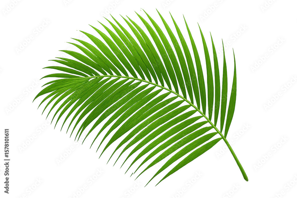 Obraz premium Vibrant green palm leaf isolated on a transparent background, perfect for adding a tropical touch to designs