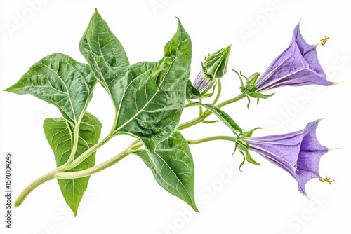 conceptual composition of alkaloid rich plants including tobacco belladonna datura isolated on white transparent background educational botanical display