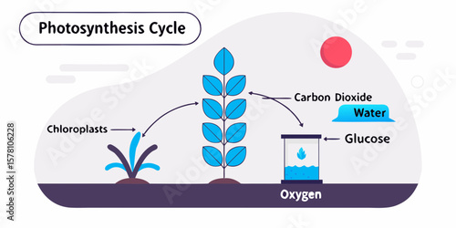 Complete Photosynthesis Cycle Vector Illustration