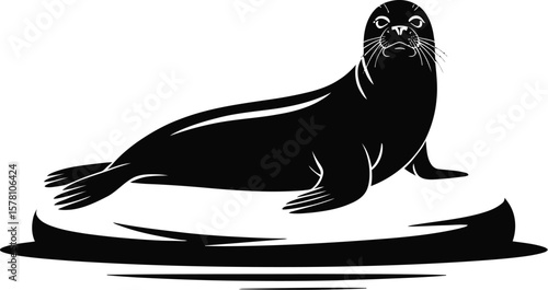 Black seal on ice floe animal marine mammal
