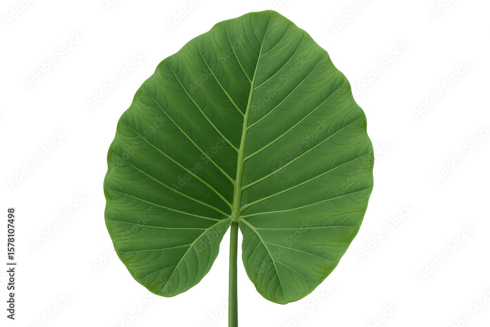 Fototapeta premium Vibrant green tropical leaf isolated on a transparent background, perfect for nature-themed designs
