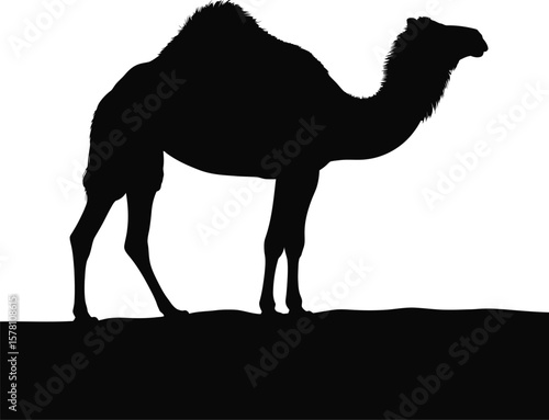 Black silhouette of a dromedary camel standing on sand