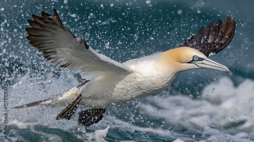 Powerful seabird soaring through waves