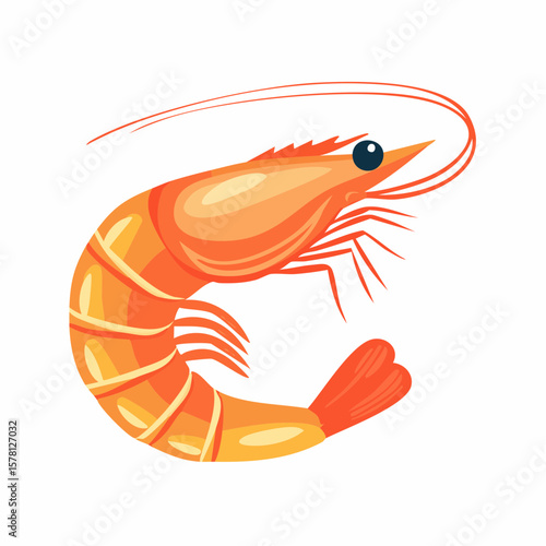 shrimp vector illustration