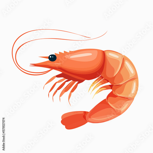 shrimp vector illustration