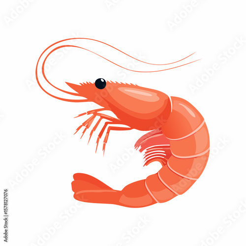shrimp vector illustration