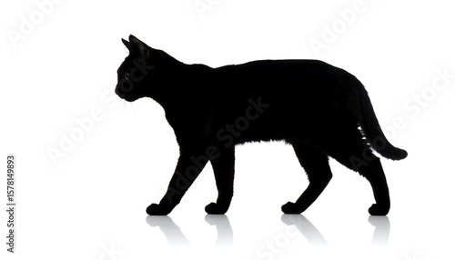 Silhouette of a cat walking