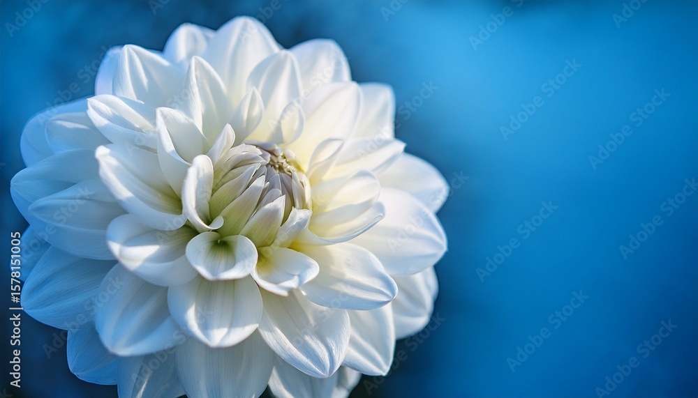 Obraz premium close up of a delicate white dahlia flower with soft lighting and subtle reflection