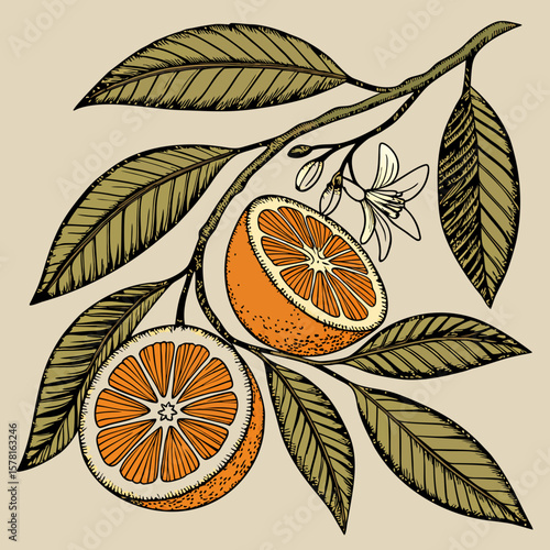 orange vector illustration