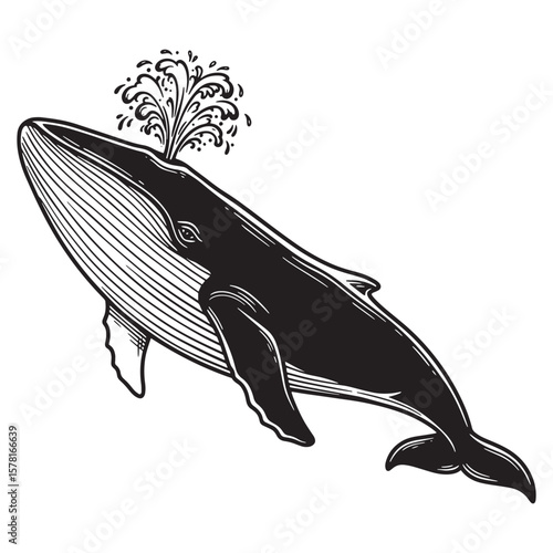 Elegant hand drawn illustration of a spouting humpback whale in black and white on white background
