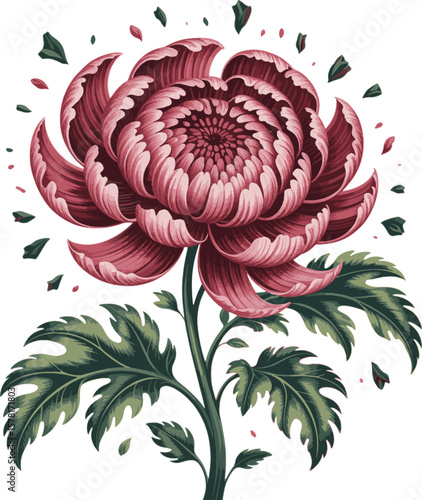 Crimson and pink chrysanthemum with green leaves and scattered petals flower