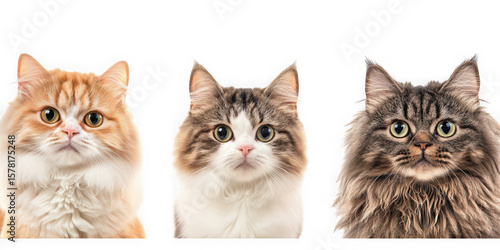 Collection of  three cats with different fur colors posing against a black background real image, no blur, clear image, hd, full hd, photos, isolated white background