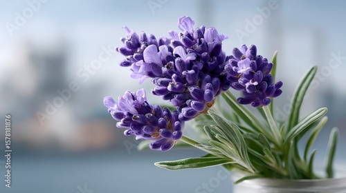 Close up of blooming purple lavender flowers with green leaves soft focus background