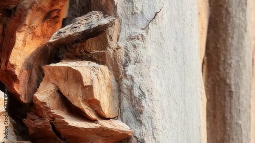Textured bark close-up