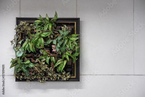 White Wall decorated by hanging Vertical plant garden in wooden frame.