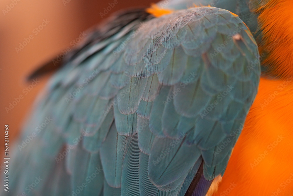 Obraz premium Brilliant Macaw Parrot in Lush Tropical Rainforest Canopy