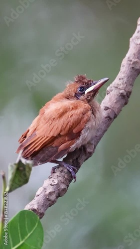 Echoes of Youth: Asian Paradise Flycatcher Fledgling in Song
