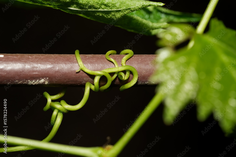 Obraz premium Spiraling Tendril: Nature’s Graceful Architecture in Motion