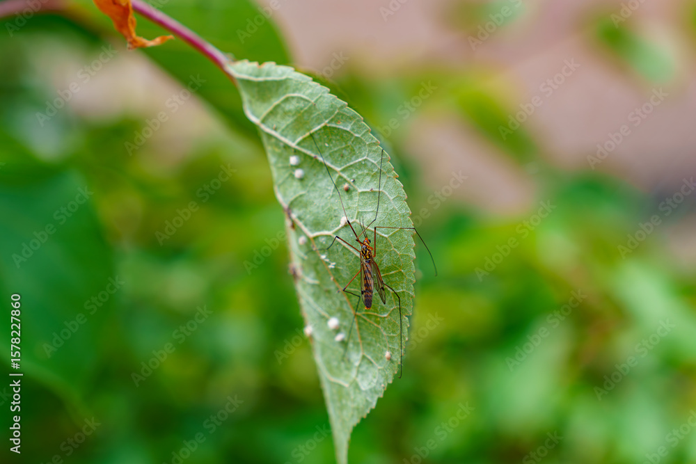 Close-up of a crane fly on a green leaf infested with white plant parasites. Macro photo with soft bokeh background. Ideal for articles on pests and plant diseases. Close-up of a crane fly on a green leaf infested with white plant parasites. Macro photo with soft bokeh background. Ideal for articles on pests and plant diseases.
