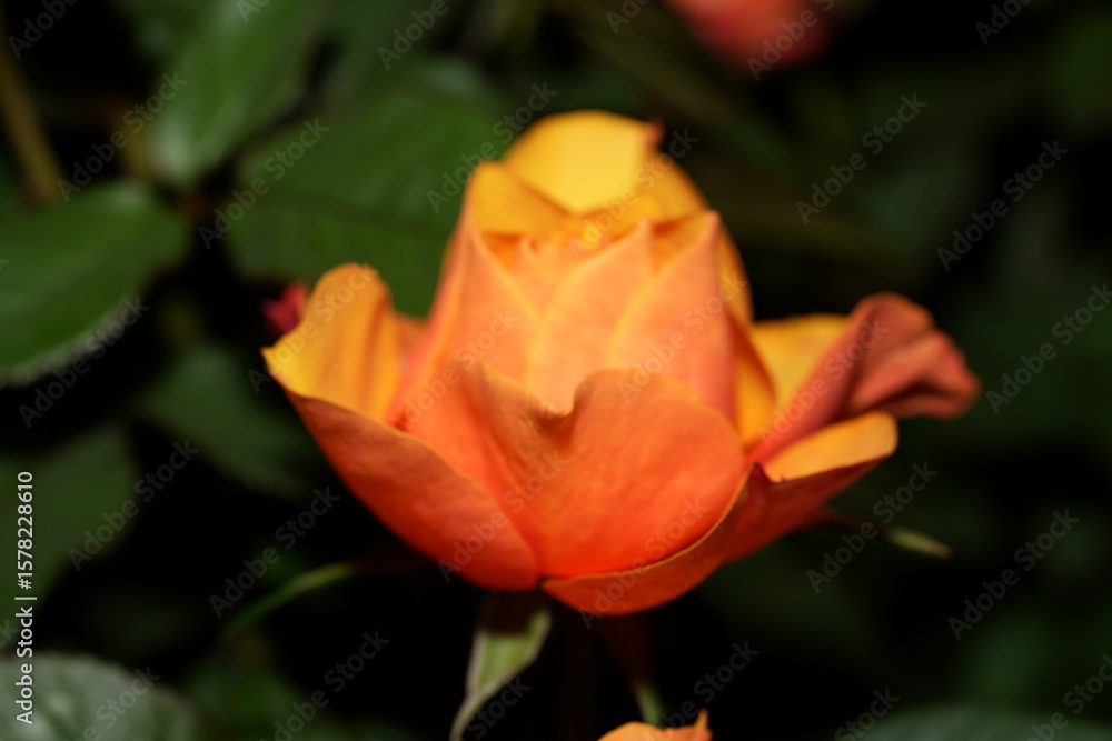 Pink Rose Spiral: A Delicate Dance of Light, Form, and Grace Pink Rose Spiral: A Delicate Dance of Light, Form, and Grace
