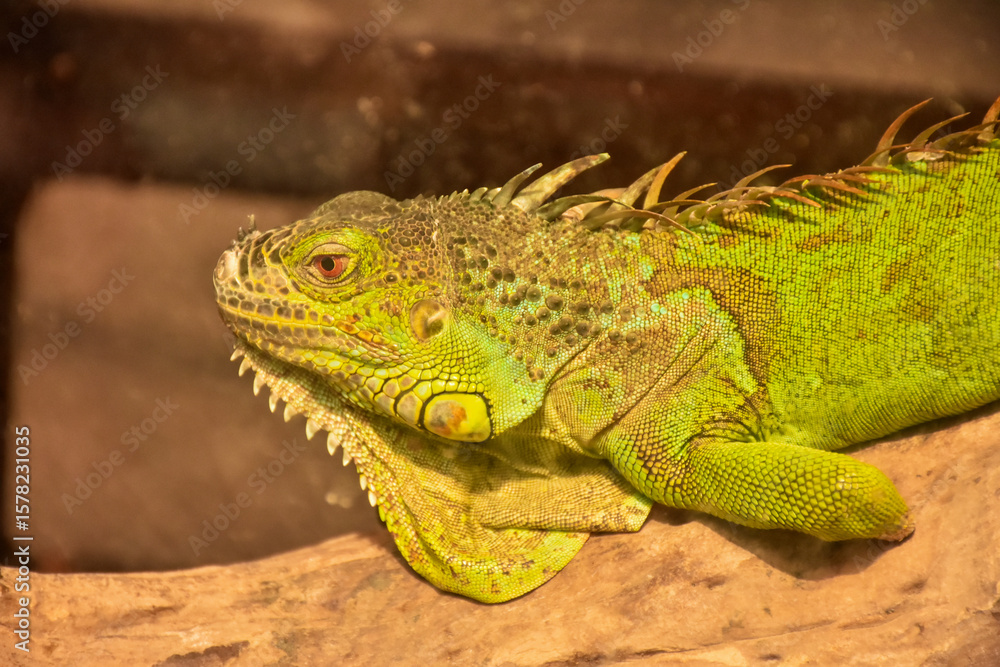 Obraz premium iguana on a tree