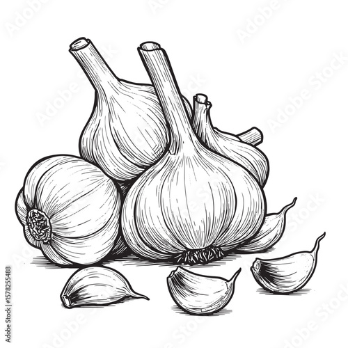 Black and white illustration of garlic bulbs and cloves food ingredient