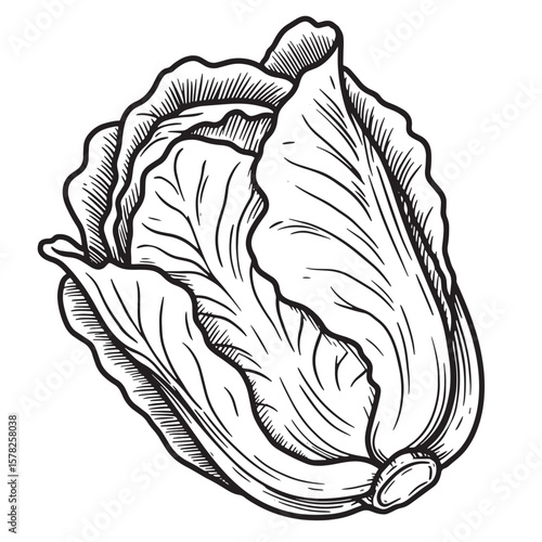 Detailed Cabbage Illustration Vintage Art vegetable food