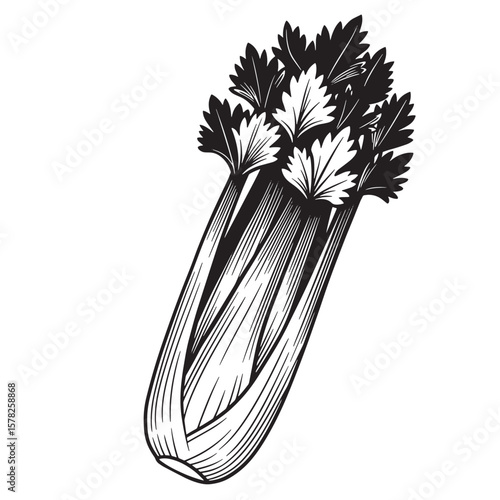 Vintage celery stalk with leafy greens leaves vegetable