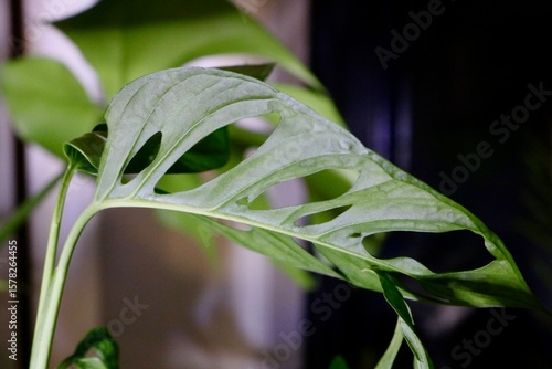 Wallpaper Mural monstera leaf Torontodigital.ca