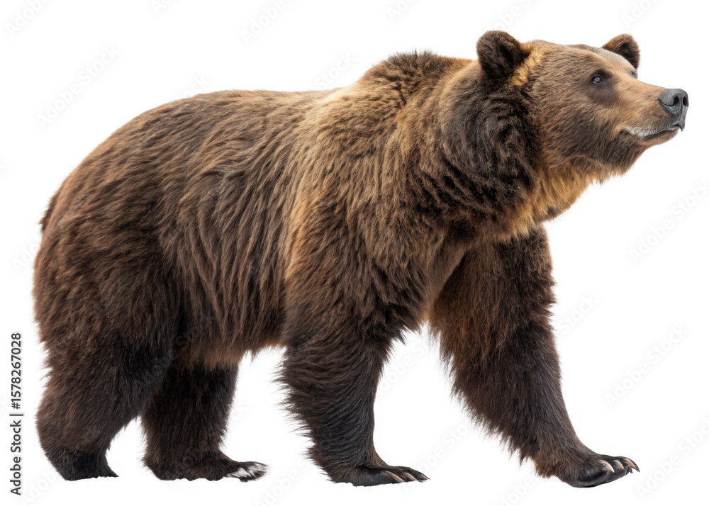 Fototapeta premium full-length-brown-bear on a isolated transparent background
