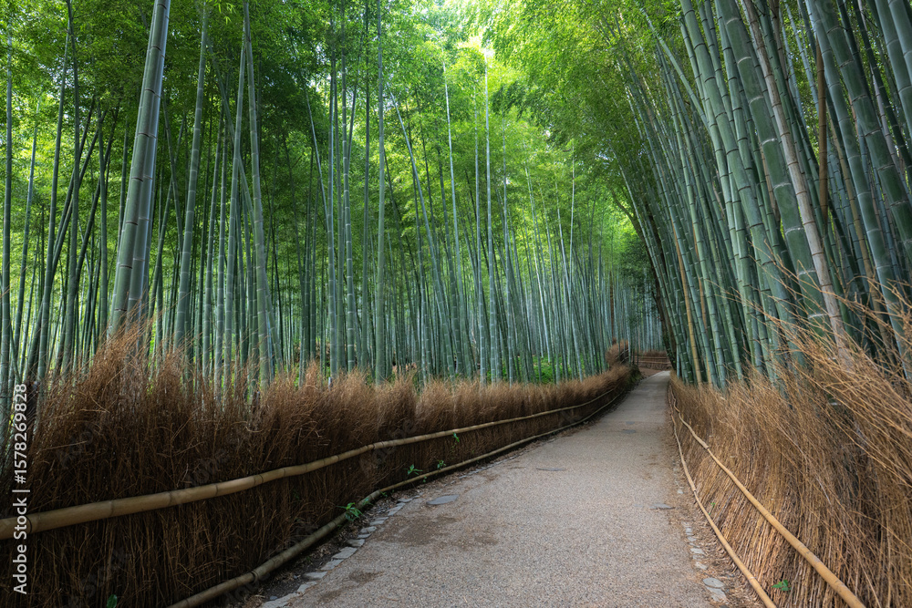 Obraz premium 京都の竹林