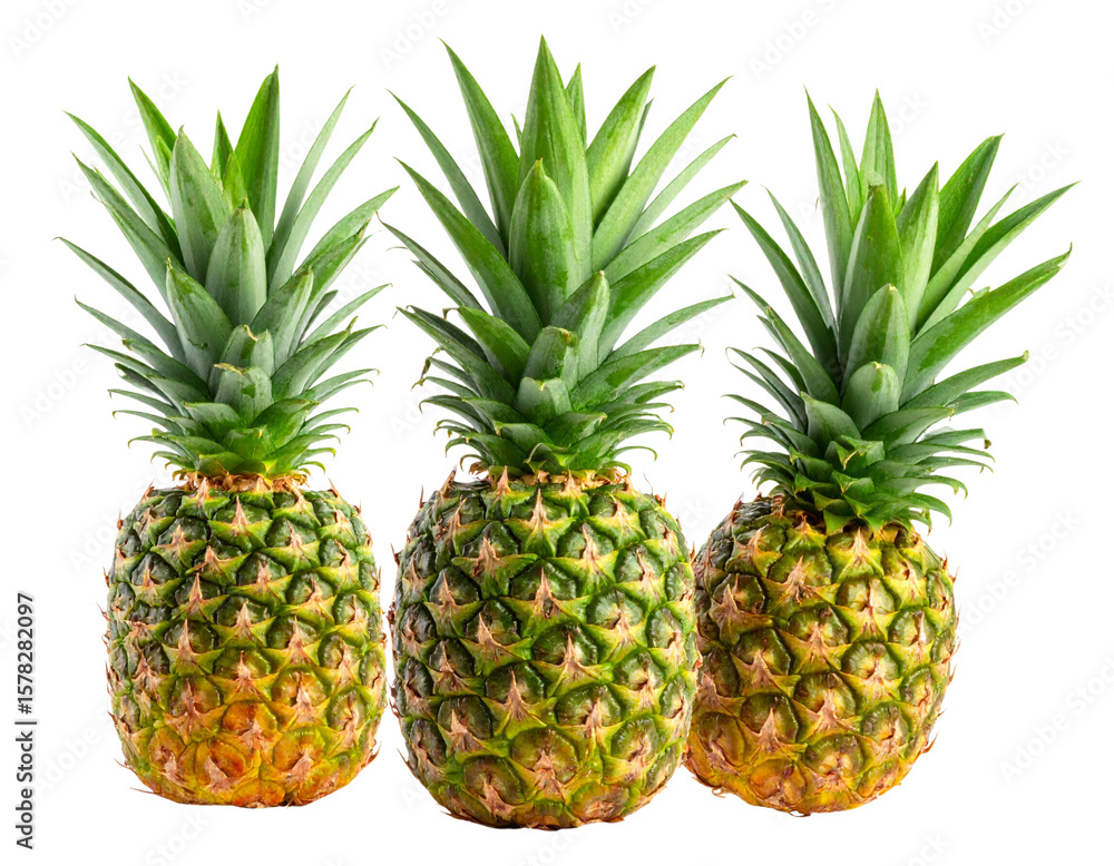 Fototapeta premium Set of Three Detached Pineapple Leaves with Shadow, Isolated PNG