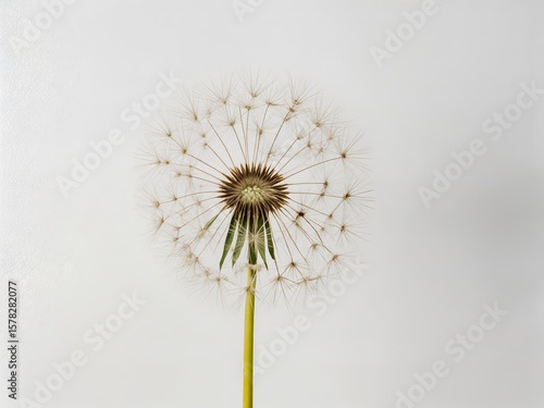 Wallpaper Mural Cinematic realistic close-up of a dandelion seed head, subtly reflecting ambient light, appearing to float against a pure white wall.  Torontodigital.ca