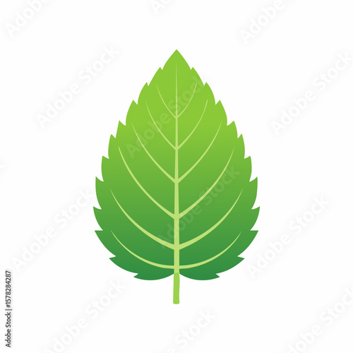 Vibrant Green Leaf with Serrated Edges and Detailed Vein Structure
