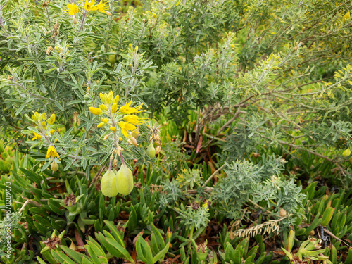 Foto Green Seed Pods of Bladderpod or Cleome isomeris or Peritoma arborea hanging und