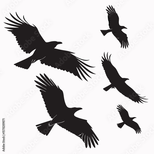 Black silhouettes of birds soaring in flight flying wings