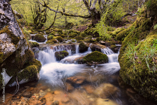 Stream and beech forest.  This beech forest never ceases to amaze, always providing different photographs depending on the season and the flow.