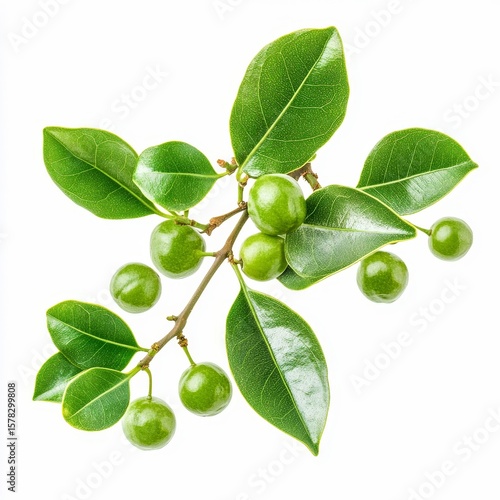 Wallpaper Mural hippomane mancinella manchineel tree leaves and small green fruits isolated on white transparent background Torontodigital.ca