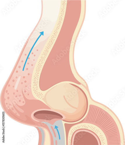 Anatomical illustration showing airflow through a human nose, depicted with a blue arrow indicating direction.