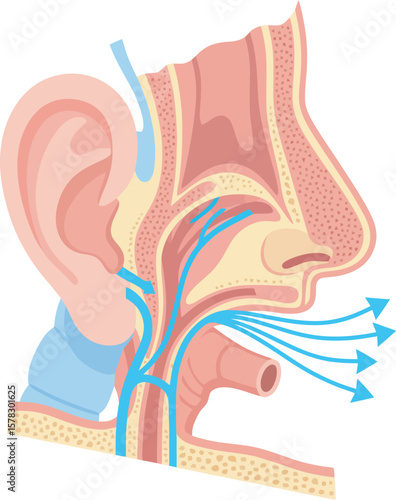 Diagram of the human head and neck, showing the respiratory system, including the nasal cavity, throat, and airways.