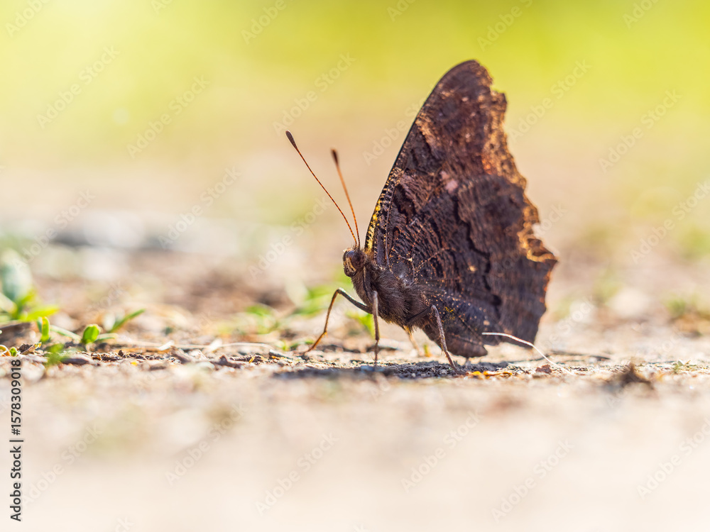 Obraz premium Peacock butterfly on the ground among the grass