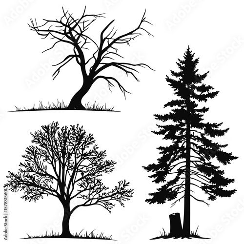 Bare and pine trees silhouettes bare tree evergreen