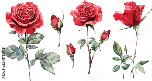 Watercolor Red Roses and Buds on White Background Floral Illustration