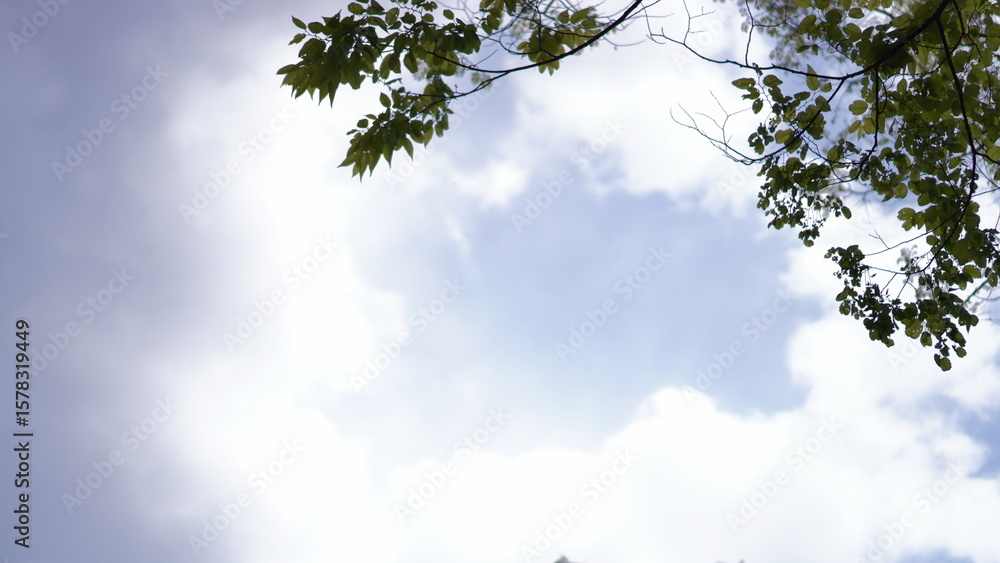 Obraz premium 맑은하늘과 나무 그리고 구름