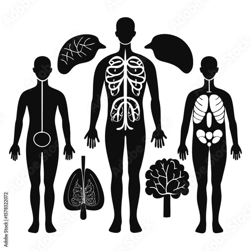 Human body internal organ silhouettes human anatomy