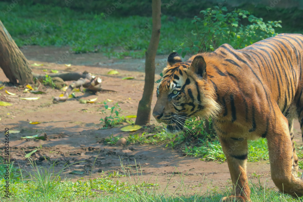 Fototapeta premium tiger in the zoo